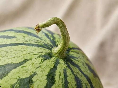 上海进才吃瓜,吃瓜群众眼中的校园风云